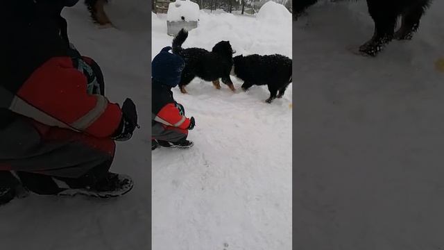 Максим тренер собак смотреть онлайн