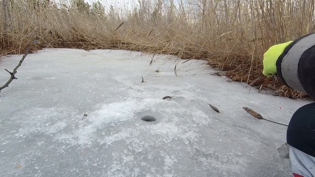 Последний лед !!! Зимняя рыбалка , окунь на мормышку, весна 2023 смотреть онлайн