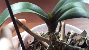 Закладывание почки цветоноса на орхидее...