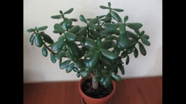 МОИ КОМНАТНЫЕ ЦВЕТЫ!!!! смотреть онлайн