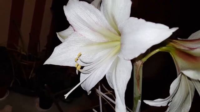 Hippeastrum MAGIC GREEN - Amarillis смотреть онлайн