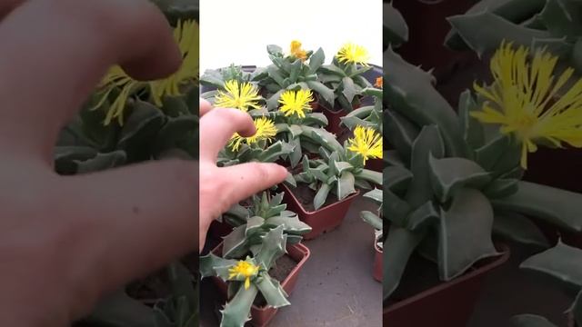 Фаукария Босха (Faucaria bosscheana) смотреть онлайн