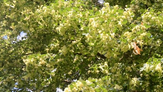 Цветение липы 3. Короткий ролик. смотреть онлайн