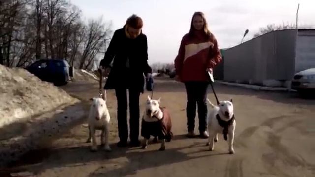 Троица на выгуле)) смотреть онлайн