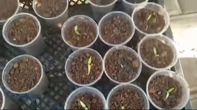 Снова сажаем перчик огонёк!!!??? #садогород#теплицы смотреть онлайн