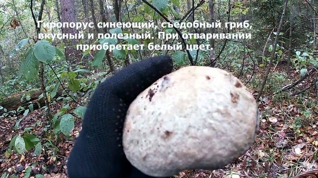 Подосиновики, Опята и гриб Синяк/17 сентября 2021г. смотреть онлайн