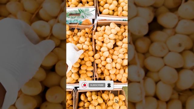 🍇The Most Popular Fruit In The World! || Episode 3 ||  Apc Fruit