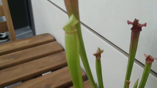 Plantas carnivoras, nueva adquisicion#Sarracenia "Purple Haze"# смотреть онлайн