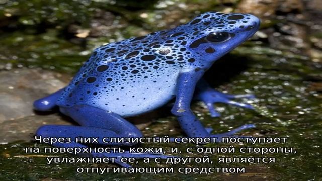 Ядовитые лягушки и жабы смотреть онлайн