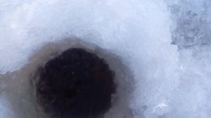 Ловля щуки на капканы зимой.