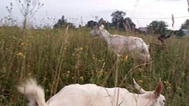 Почему коза кашляет???