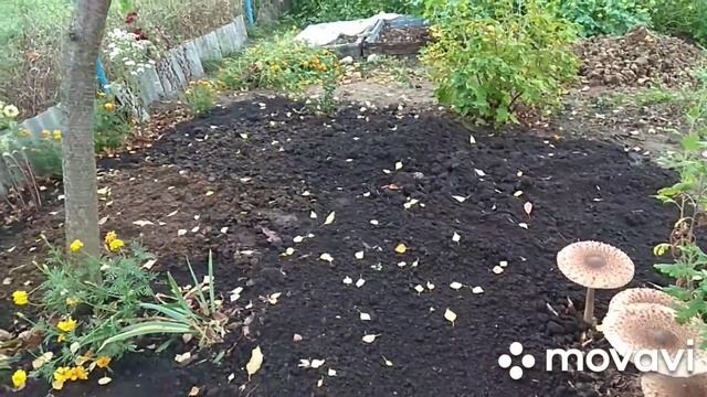 Грибы зонтики на участке