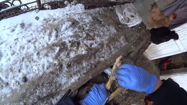 КНЕМІДОКОПТОЗ Вапняна нога у курей. Лікування і профілактика смотреть онлайн