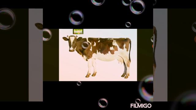 Русский язык#7- домашние животные/ Ev heyvanları🐶🐣 смотреть онлайн
