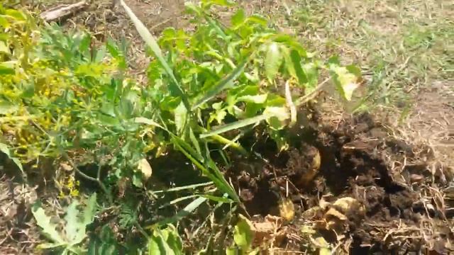 ГМО-КАРТОШКА С ГЕНОМ СОРОКОНОЖКИ! вести с огорода. #лпх смотреть онлайн