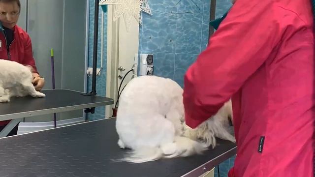 Будни грумера: Стрижка мальтезе | Ветеринарная клиника "В добрые руки" смотреть онлайн