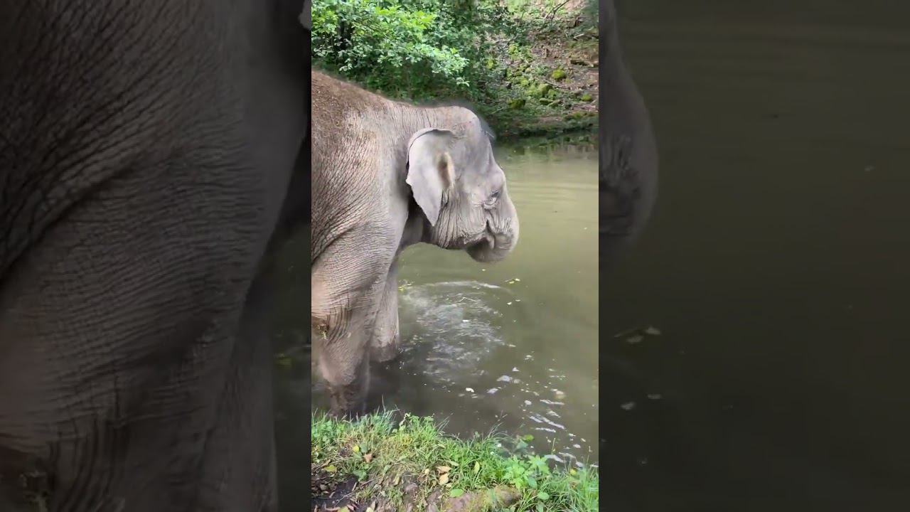 ПАРК СЛОНОВ В СОЧИ ОТКРЫТ С 21 ИЮНЯ 2023 г.НА НОВОЙ ЛОКАЦИИ см. в комментариях #shorts смотреть онлайн