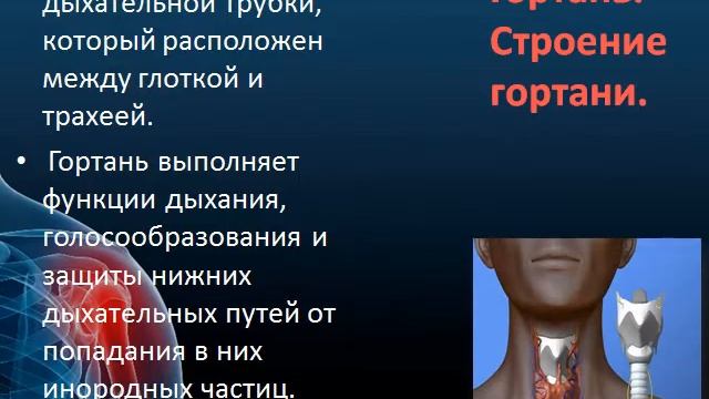 Презентация Строение и функции органов дыхания смотреть онлайн