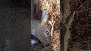 Охота на самца косули с подхода, с Барс 4-1 223 rem.