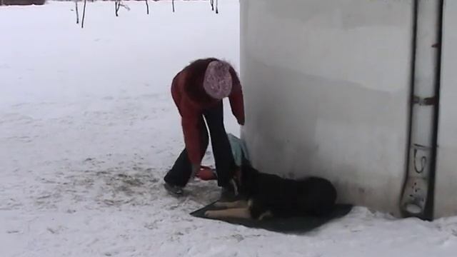 Дрессировка ОКД щенка ВЕО Команда место вторая часть смотреть онлайн