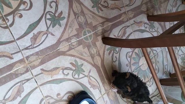 Йорк супермини девочка бегает за мячиком смотреть онлайн