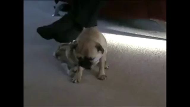 Животные спят