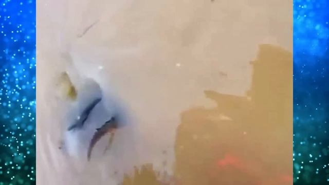 Он заметил Лапы торчащие из трубы и сразу же прыгнул в воду! смотреть онлайн