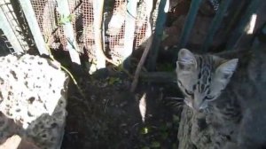 Агрессия камспсиса его стеблей на стенах домов и не только. Как этого избежать. Кампсис лиана.