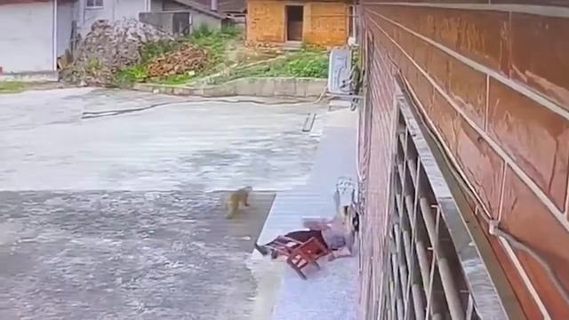 50 Невероятных Моментов, Снятых на Камеры Видеонаблюдения смотреть онлайн