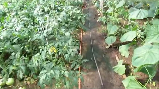 Запрещенный пепел в использовании под овощные культуры... смотреть онлайн