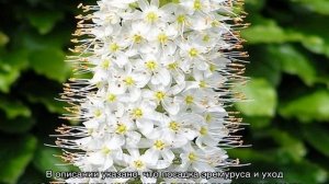 Эремурус — посадка и уход в открытом грунте