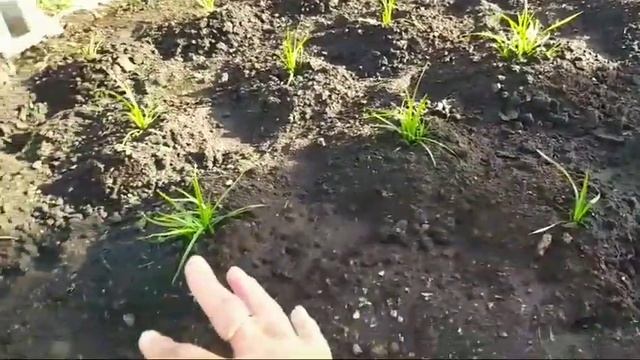 Что происходит с ЧУФОЙ (миндальный земляной орех) на грядке (17июня)!!! смотреть онлайн