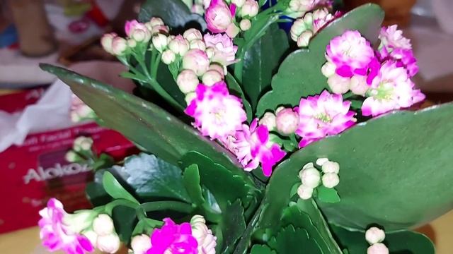 Каланхоэ Блоссфельда и Каланхоэ Пламенное ( или каланхое Манзини?) смотреть онлайн