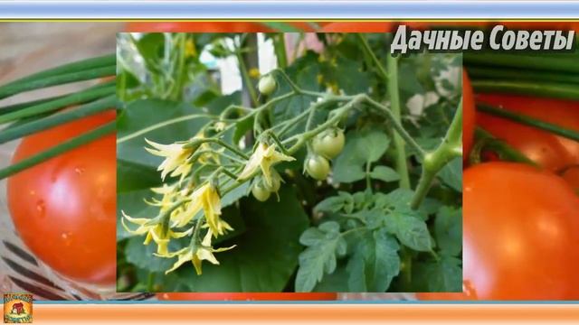 УРОЖАЯ НЕ ЖДИТЕ если посадите РАССАДУ ПОМИДОРОВ в феврале ПРОВЕРЕННО на своем опыте Дачные совет смотреть онлайн