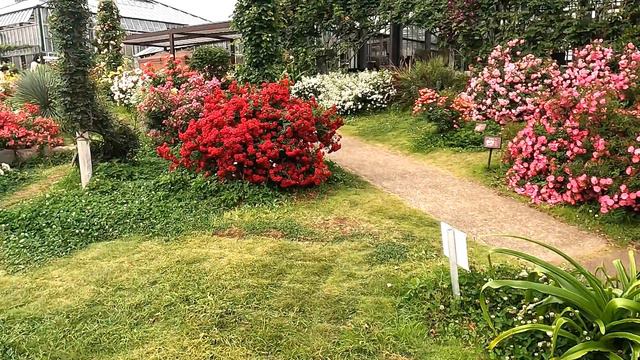 (4K) Keisei Rose Garden #rosegarden #rose #京成バラ園#京成玫瑰园