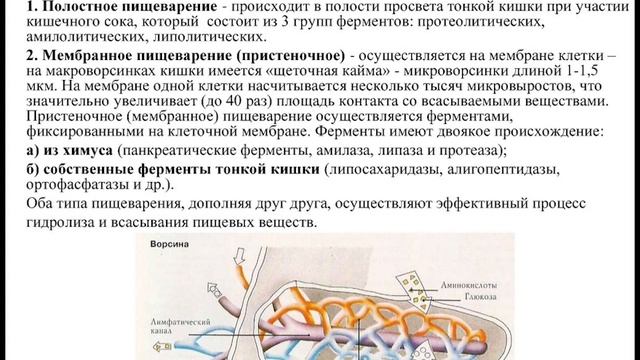 Диетология – 6. Пищеварение в тонкой кишке смотреть онлайн