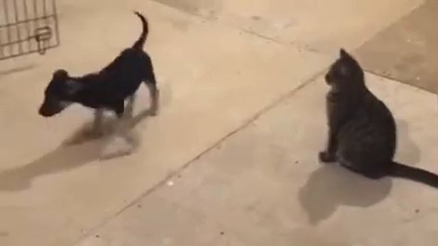 Щенок Зара. Умница и красавица ИЩЕТ ДОМ смотреть онлайн