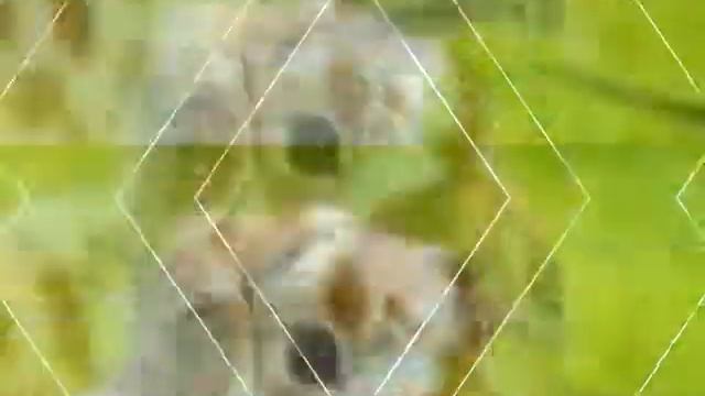Няшные собачки,кролики,хомечки смотреть онлайн