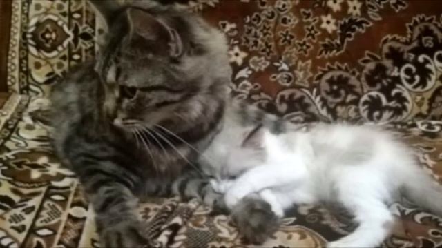 Ее котят оставили в переноске на произвол судьбы. У кошки выступили слезы! смотреть онлайн