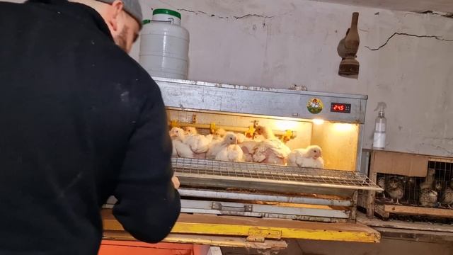 купил бройлера! а меня обманули с его весом?♂️