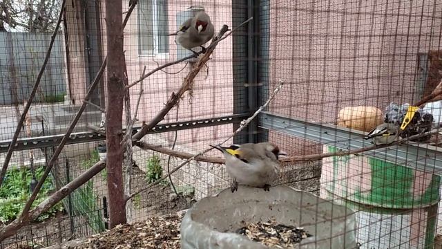Певчие птицы Алматы. Щеглы. Вольер для птиц. смотреть онлайн
