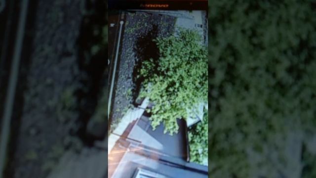 Просмотр видео с камеры SRICAM смотреть онлайн