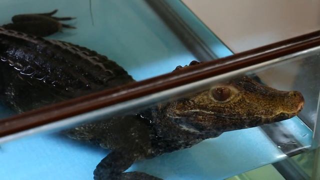 #Крокодилы, крокодильчики и крокодилище-монстр смотреть онлайн