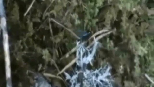 Video 3 Thyreophora cynophila on moss смотреть онлайн