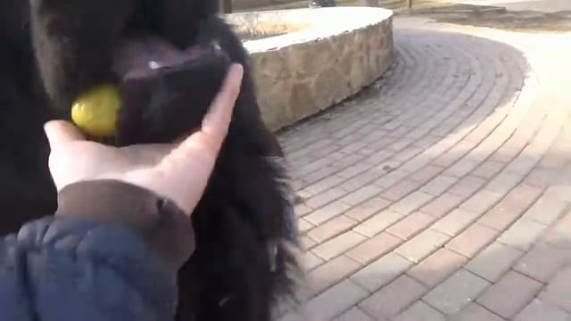 эта коровка вас не забодает смотреть онлайн