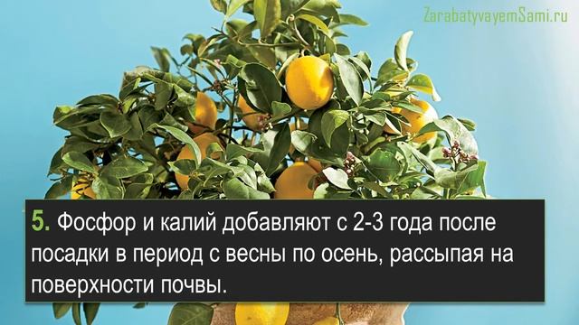 Выращивание лимона в горшке в домашних условиях 10 советов смотреть онлайн