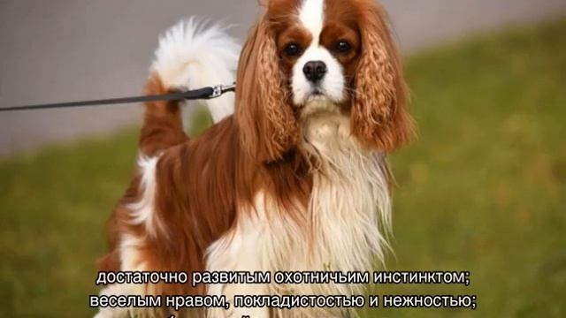 Кавалер-кинг-чарльз-спаниель: описание породы, характер смотреть онлайн