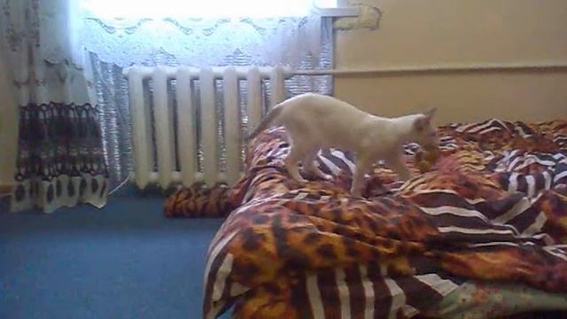 петерболд Алиса смотреть онлайн