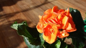 Отличная подставка для цветов и рассады на подоконник. Раздвижной стеллаж