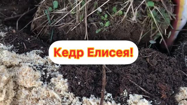 3 месяца нашим малышам, посадили родовые кедры каждому малышу! смотреть онлайн